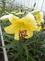 [1741 Belladonna No01.JPG]